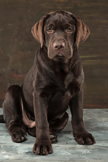 Labrador Retriever